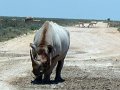 rhino 02 etosha